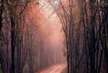 即将开售!哈尔滨亚冬会观赛日历来啦央广网.